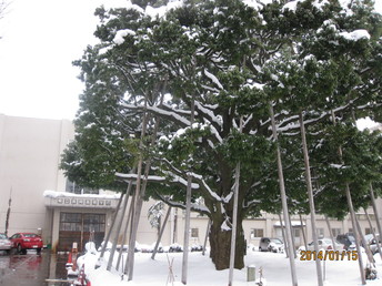 在宅医療中の東郷元帥お手植え樫の木