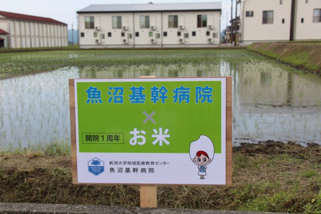 5月28日　魚沼（基幹病院）産こしひかり　楽しく田植え