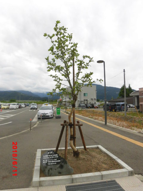 ６月１１日　魚沼基幹病院敷地の第３代ヒポクラテスの木　大きく伸びた１年間　若いスタッフも追いつき、追い越せ