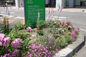 初夏です！花壇の様子をお届けします